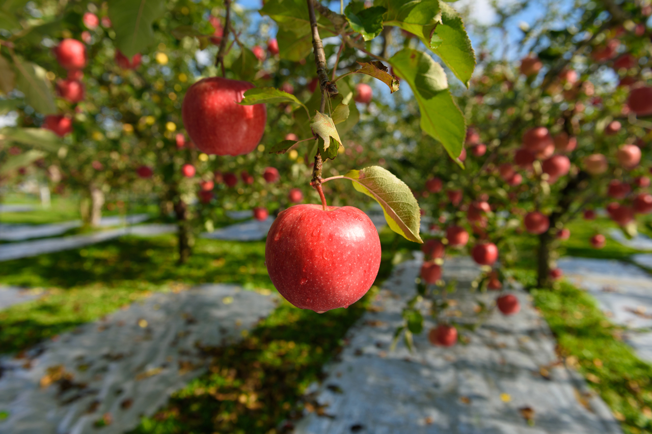 青森県の質の高い農産物やブランド野菜を仕入れる